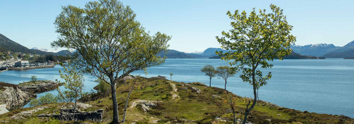 to grøne trær står i front av bilde. dei er plassert med litt mellomrom. mellom træa går ein sti ut på tuppen av øyen. det er blått hav i enden av bilde. det er grønt gras, blå himmel, blå sjø. på venstre side ser ein land der det står eit hus.