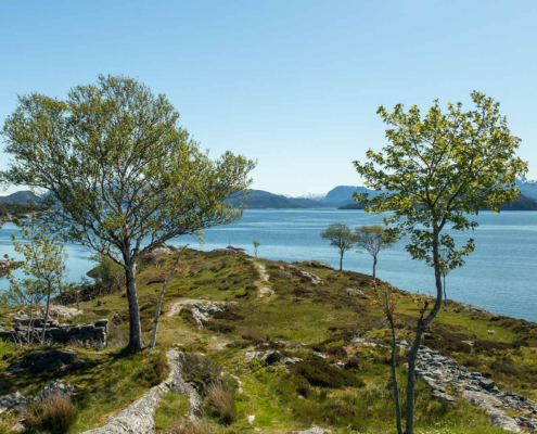 to grøne trær står i front av bilde. dei er plassert med litt mellomrom. mellom træa går ein sti ut på tuppen av øyen. det er blått hav i enden av bilde. det er grønt gras, blå himmel, blå sjø. på venstre side ser ein land der det står eit hus.