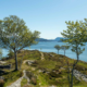 to grøne trær står i front av bilde. dei er plassert med litt mellomrom. mellom træa går ein sti ut på tuppen av øyen. det er blått hav i enden av bilde. det er grønt gras, blå himmel, blå sjø. på venstre side ser ein land der det står eit hus.